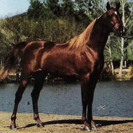 Paltrok