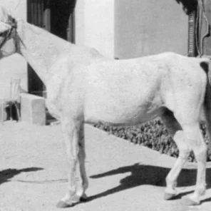 BINT KAMLA