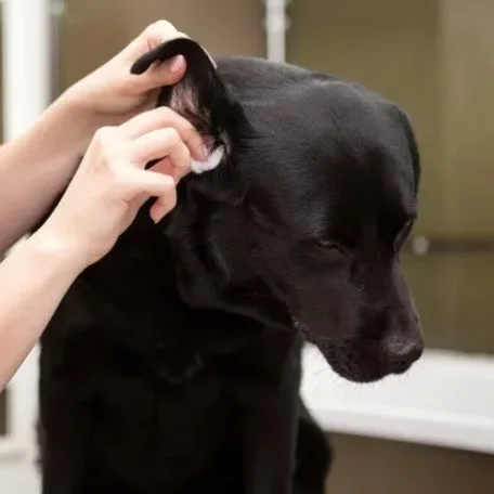 cleaning dog ears