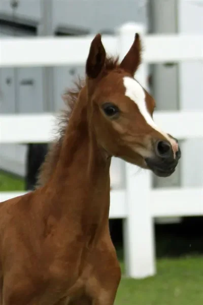 PCF Vision colt - "Curtis"
