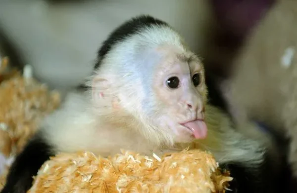 Pet Monkeys