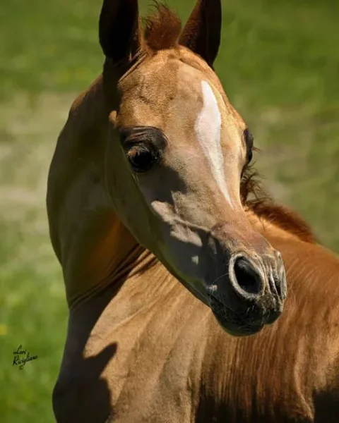 Priceless Da Vinci (Da Vinci x Momentica) contact Sue Martin for more information on this very special mare.
