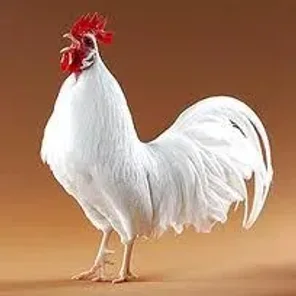 Leghorn