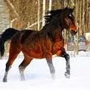 Latvian