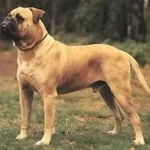 Bullmastiff
