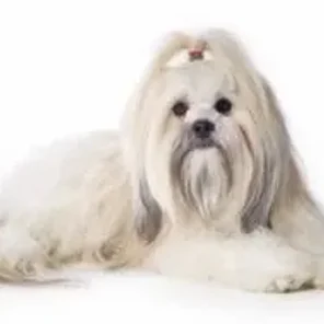 Silky-Lhasa (Designer Dog)