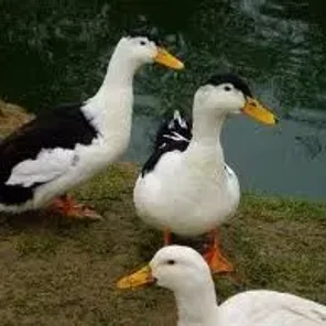 Magpie Duck