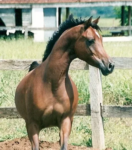 La Callona HJ