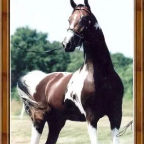 Spotacular Fame -Saddlebred