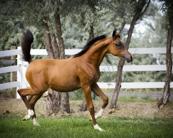 Pogroms Fantasia RKA 
Sire: *Pogrom [QR Marc (Marwan Al Shaqab)] 
Dam: Fantasy M [Thee Masterpiece[Padrons Psyche x Menescada] x WB First Edition [Ponomarev x ET Euphoriaa]