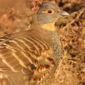 Szechenyi's Monal-Partridge