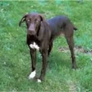 Pointer Bay (Designer Dog)