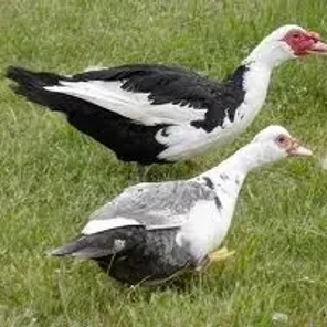 Muscovy