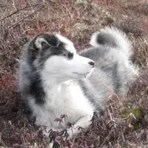 Labrador Husky