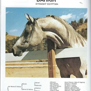 DAHKIR