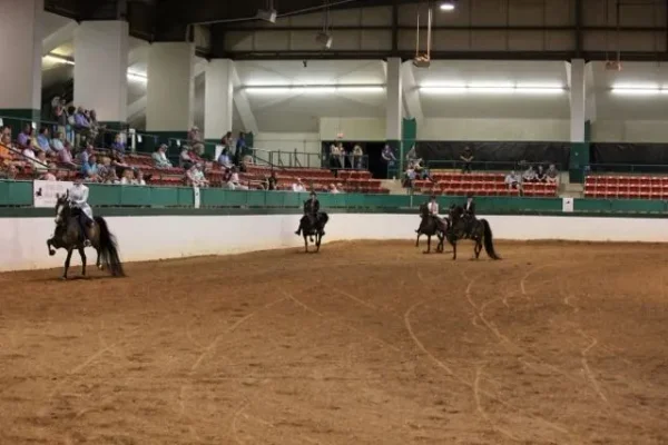 Morgan Southern States Regional Show