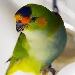 Purple-crowned Lorikeet