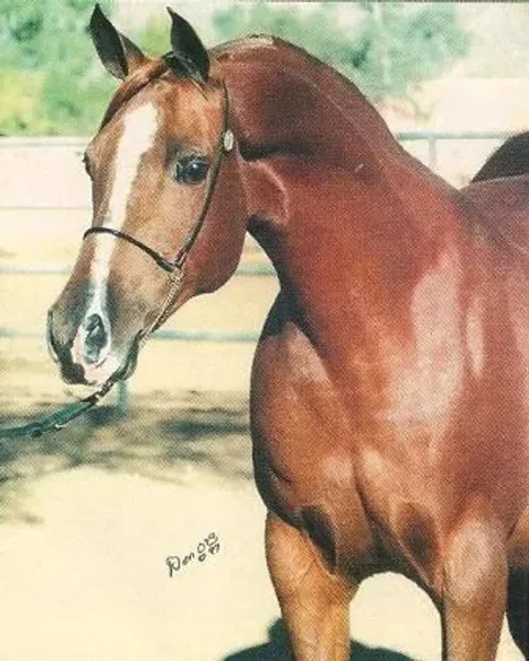 ABHA INSOLITA