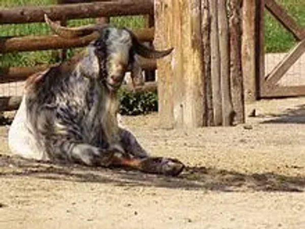 Nubian or Anglo-Nubian Goats