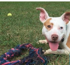 When They Saw What Was Circling This Pit Bull Puppy