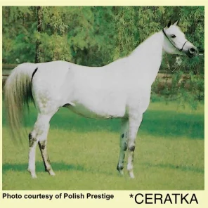 Ceratka