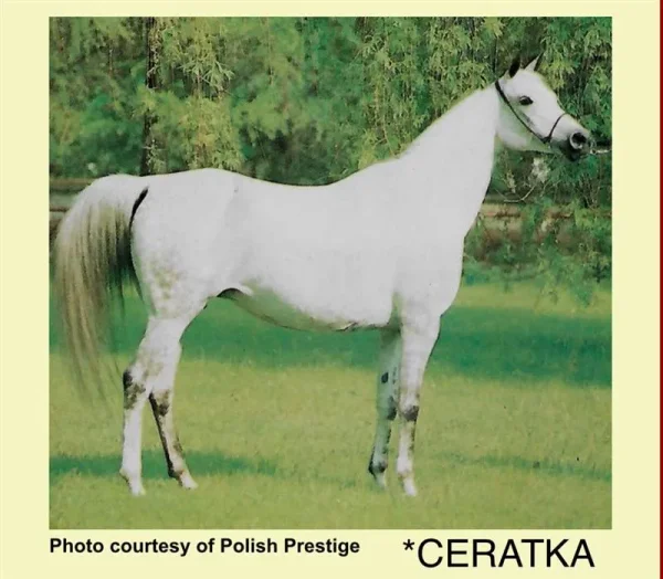 Ceratka