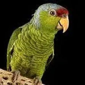 Lilac-crowned Amazon
