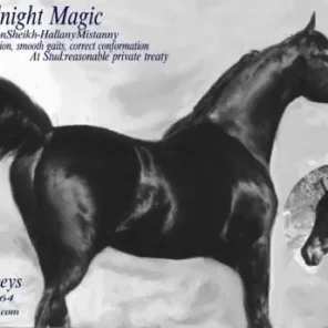 Ibn MidnightMagic