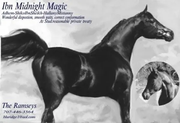Ibn MidnightMagic