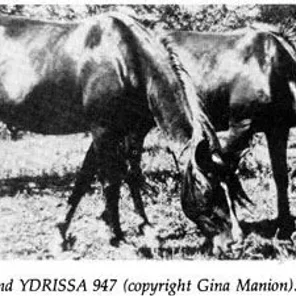 Ourida
