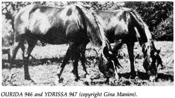 Ourida