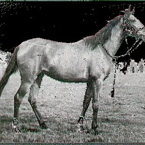 kaszma