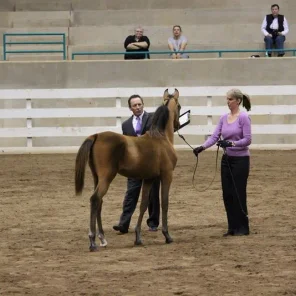 WESTERN CAROLINA’S ARABIAN SHOW November 2-4 , 2012
