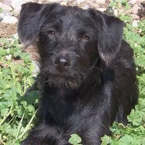 Pinny-Poo (Designer Dog)