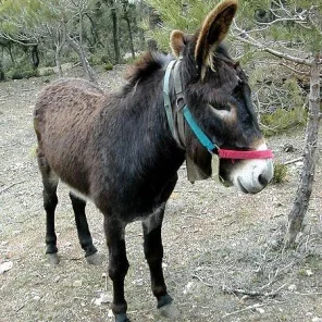 Catalan