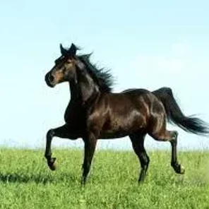 Missouri Fox Trotter