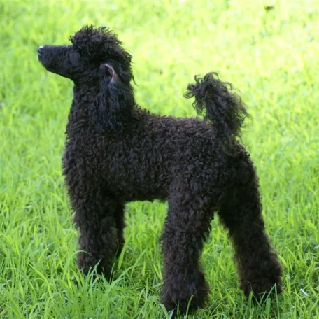 Beautiful, sophisticated, and intelligent, the Poodle stands out in the crowd.