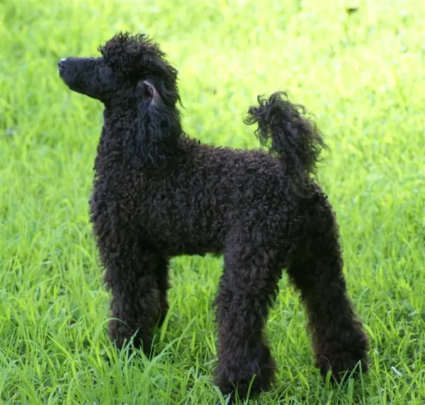Beautiful, sophisticated, and intelligent, the Poodle stands out in the crowd.