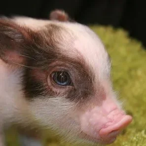 Is a Pig Right for You? Part 6