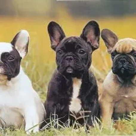 His unique appearance and mischievous nature make the Frenchie a well-loved breed.