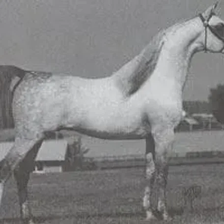 ANSATA IMPERIAL 1976 Straight Egyptian Stallion.