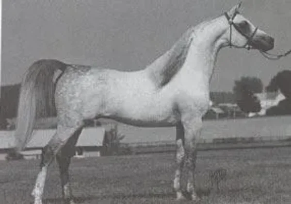 ANSATA IMPERIAL