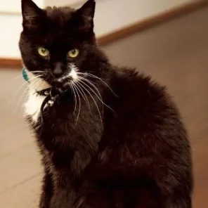 The Richest Pets In The World