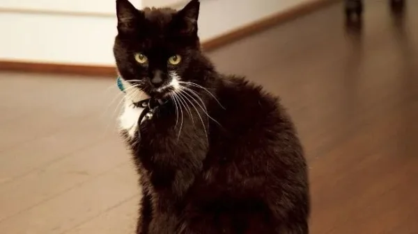 You will find it hard to believe that there are a good number of animals that are depressingly better off than you and half of the world’s population will ever be. Here’s a look at ten of the world’s richest pets