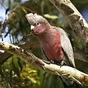 Galah