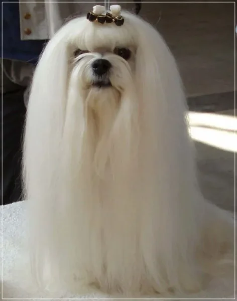 If you have always longed to have a canine pet and have not been able to do so because of lack of time, then think again. There are a few Low Maintenance Dog Breeds.