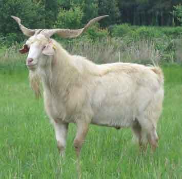 Kiko Goat