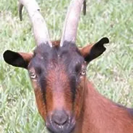 The Oberhasli (also known as the Oberhasli Brienzer) is a dairy breed developed in the mountainous cantons of Bern, Freiburg, Glarus, and Graubunden in Switzerland.