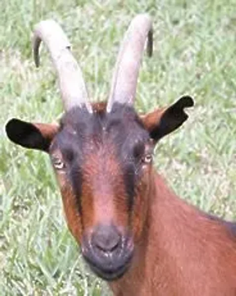 The Oberhasli (also known as the Oberhasli Brienzer) is a dairy breed developed in the mountainous cantons of Bern, Freiburg, Glarus, and Graubunden in Switzerland.