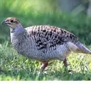 Himalayan Quail